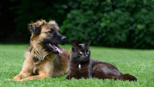 Beautiful Dog and Cat