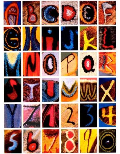 Entire Alphabet Found on the Wing Patterns of Butterflies