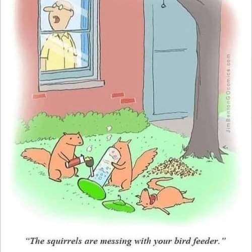 The squirrels are messing with your bird feed