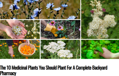 The 10 Medicinal Plants You Should Plant For A Complete Backyard Pharmacy