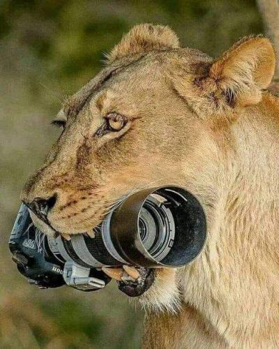lost camera