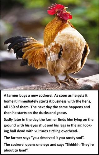 a randy bird