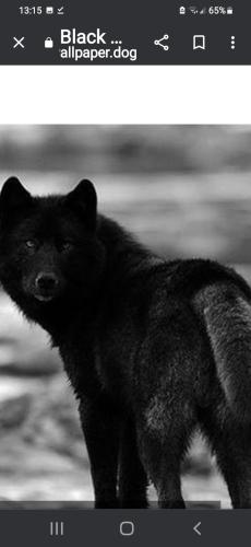 Screenshot_20230114-131527_Chrome