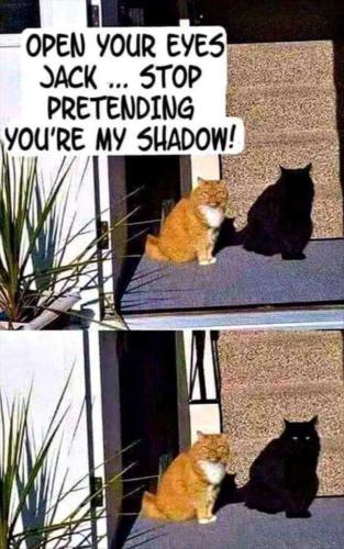 top-30-funny-animal-memes-of-the-day_5fcf94d8bfaf2