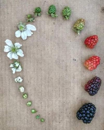life cycle of a berry