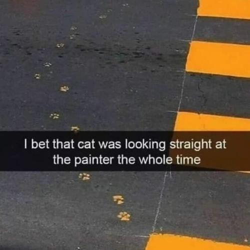 I bet the cat