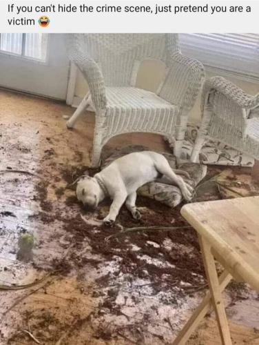 FB_IMG_1680804423261