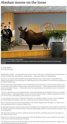 moose in the house