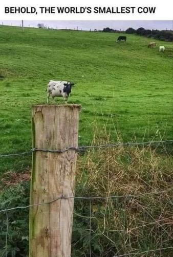 smallest cow