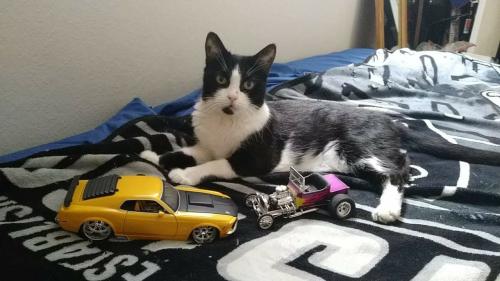 FB_IMG_1533626375421(1)