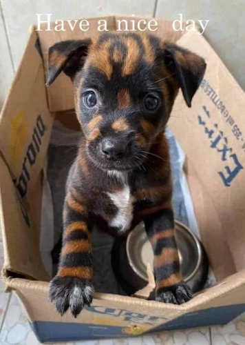 Have a Nice Day - Cute Puppy