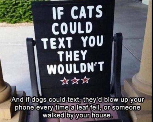 if cats could