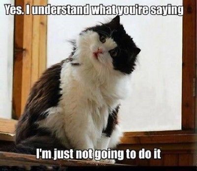 341251207_1605939453245736_4108354216735093632_n