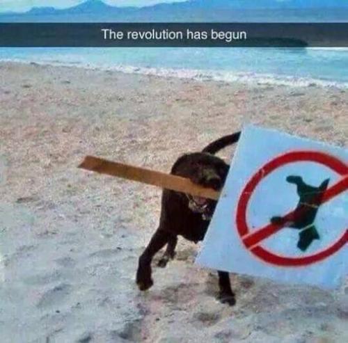 no dogs