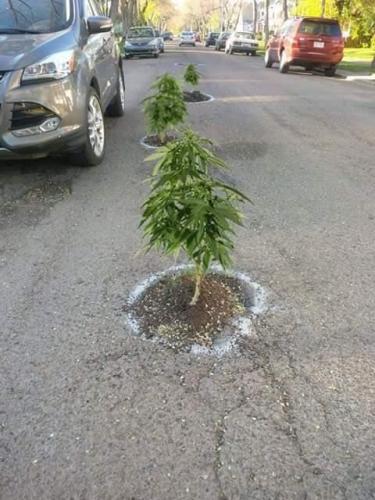 Pot holes in Oregon 4/20