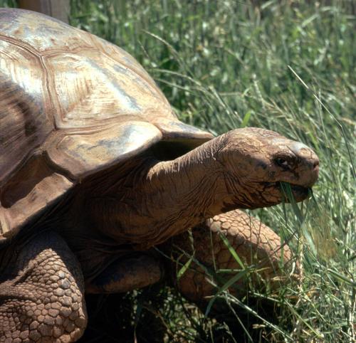 Methuselah the giant tortoise