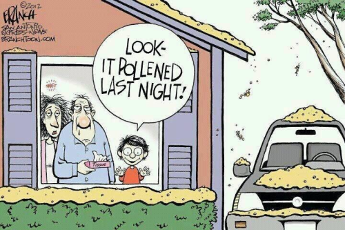 it pollened last noght