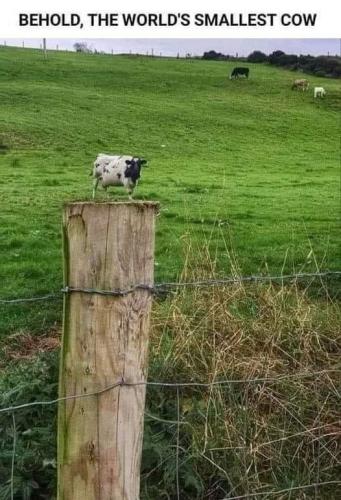 behold the worlds smallest cow