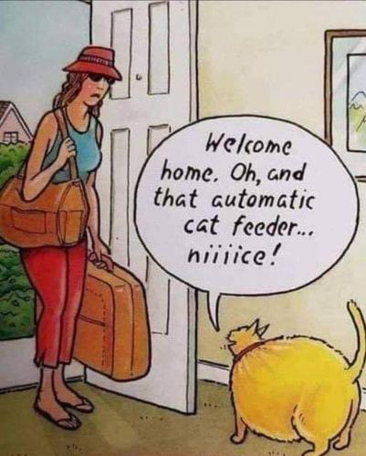 auto cat feeded