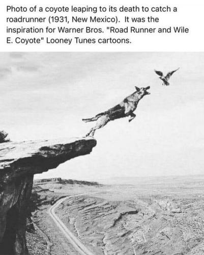 wile e coyote00
