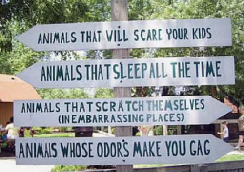 animals at the zoo