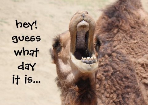 1-Hump Day