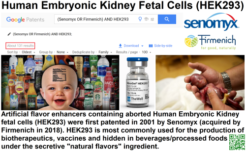 Human Embryonic Kidney Fetal Cells (HEK293)