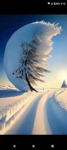 ice tree