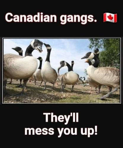 Canadian gangs