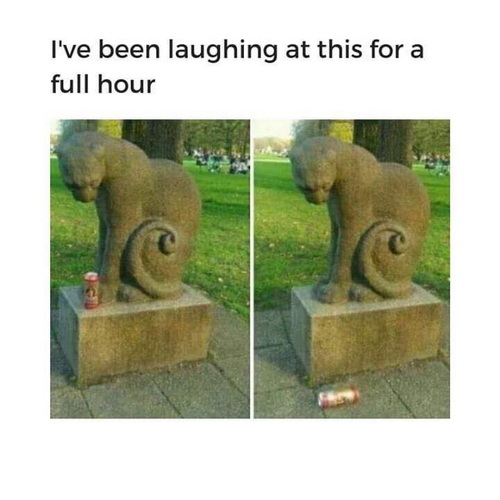 damn cat