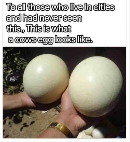 cow eggs