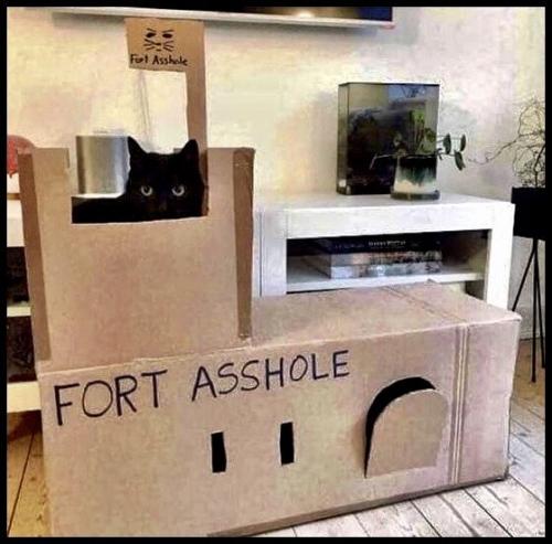 tumblr_c29311dd630ed9580fa9e58cafe8c768_05750f9f_640