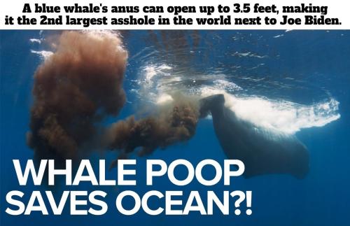 Meet the world's second largest asshole.