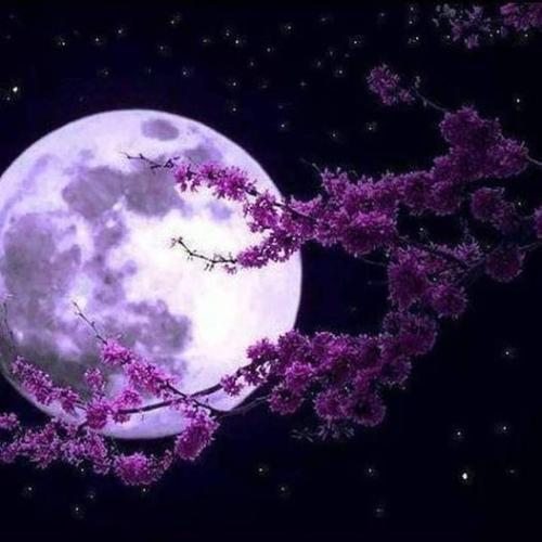 51cCp52jAWL._AC_AC_SR98,95_