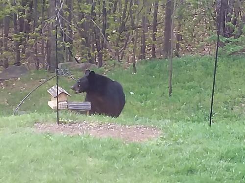todays visitor