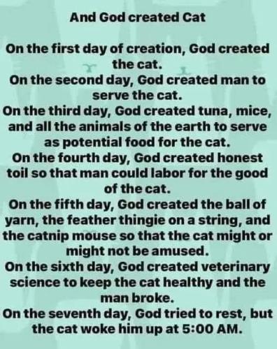 created a cat