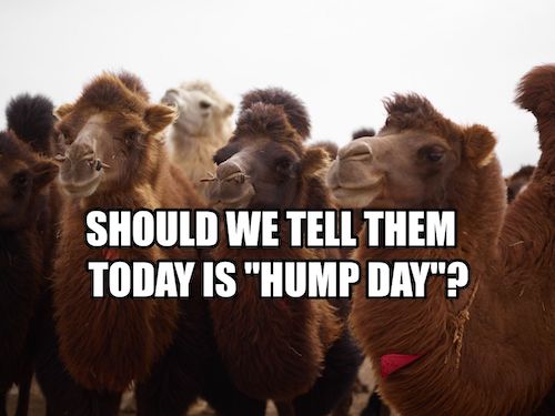 1-Hump Day