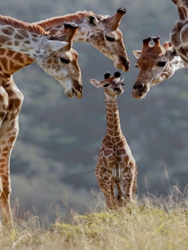 Screenshot_2023-05-24-21-58-35_kindlephoto-842416411