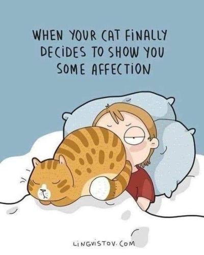 when you cat