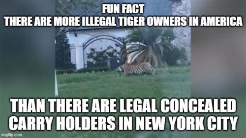 illegal tiger
