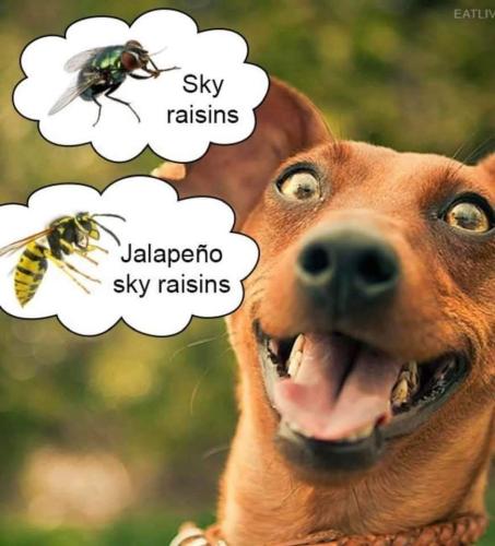 sky raisins