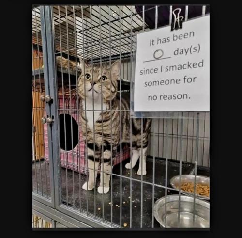 Screenshot_20230528_175243_YouTube