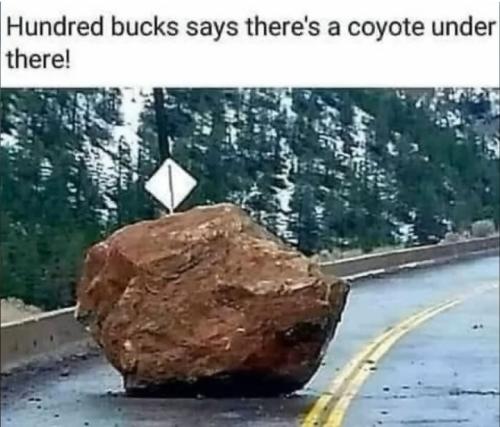 coyote