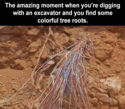 colourful tree roots