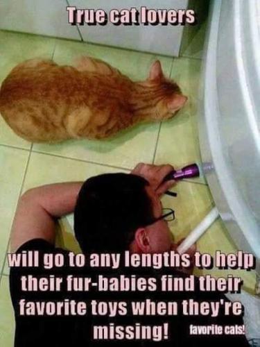 true cat l;overs