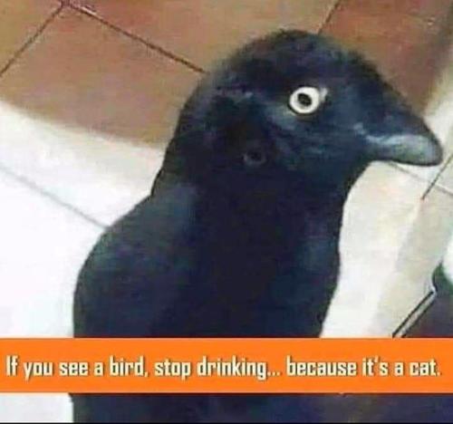 344377135_1465004500909754_1301051003848238638_n