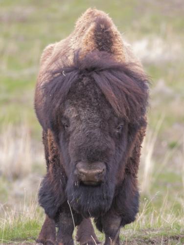 Remember not to approach wildlife Even if they look like your mom cut their hair