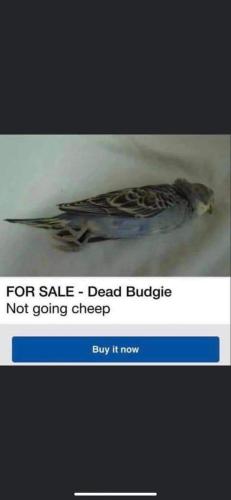 FB_IMG_1683231053012