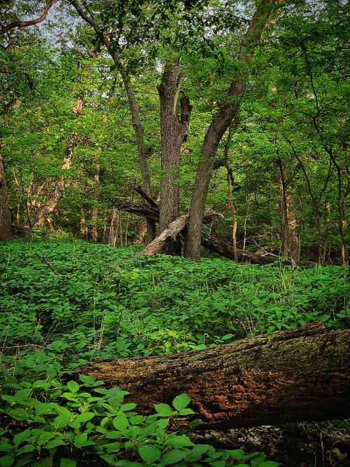 Polish_20230518_110219457