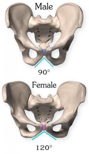 male and female